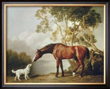 Bay Horse and White Dog