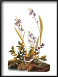 Audubon: Sparrow, 1827-38
