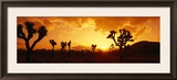Buy Sunset, Joshua Tree Park, California, USA at AllPosters.com