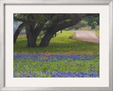 Oak Trees, Blue Bonnets, and Indian Paint Brush, Near Gay Hill, Texas, USA