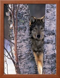 Gray Wolf Near Birch Tree Trunks, Canis Lupus, MN