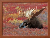 Bull Moose in Denali National Park, Alaska, USA