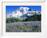 Buy Wildflowers, Mt. Rainier National Park, WA at AllPosters.com