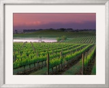 Sunrise in Distant Fog, Carnaros, Napa Valley, California, USA