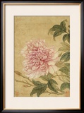 Buy Peony at AllPosters.com