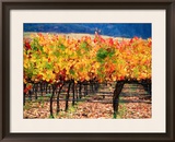 Autumn Colours in a Vineyard, Napa Valley, United States of America