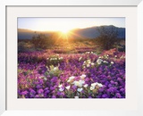 Sand Verbena and Dune Primrose Wildflowers at Sunset, Anza-Borrego Desert State Park, California