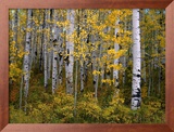 Aspen Trees Near Mcclure Pass in Gunnison National Forest, Gunnison, Colorado, USA