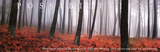 Possibilities Trees Motivational Art Print Poster