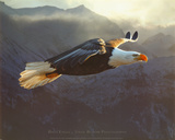 Steve Bloom Bald Eagle Art Print Poster Mini Poster