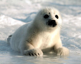 Harp Seal Pup Art Print Poster