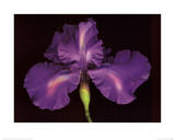 Blue Rainbow Iris