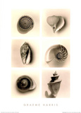 Shell Composition I