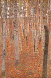 Gustav Klimt Forest of Beech Trees Art Poster Print