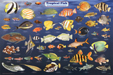 Laminated Tropical Fish Educational Science Chart Poster