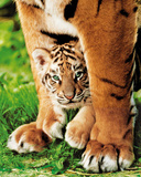Bengal Tiger Cub (Animal) Photo Print Poster