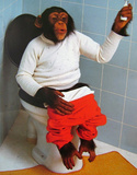 So What (Monkey on Toilet) Art Poster Print