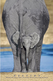 Elephants (Destiny) Art Poster Print