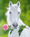 White Horse (Holding Pink Rose) Art Poster Print