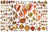 North American Shells Educational Science Chart Poster
