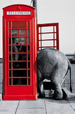 Its for You (Elephant in Phone Booth) Art Poster Print
