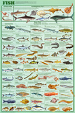 Fish Educational Science Educational Science Chart Poster