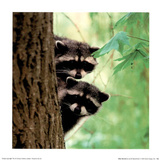Baby Racoons