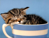 Kitten Asleep in Cup Art Print Poster