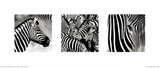 Zebras Triptych