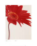 Michael Banks (Gerbera, Bright Red On White) Art Poster Print