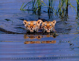 Cute Tiger Cubs Swimming in Lake Art Print Poster