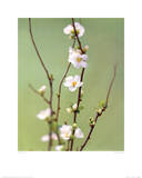 White Japonica