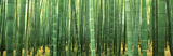 Buy Japan (Bamboo Forest) at AllPosters.com