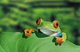 Red Eyed Tree Frog (Peeking Over Leaf) Art Poster Print