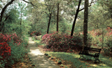 Nature Trail Art Print Poster