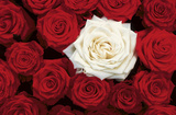 Bed of Roses (Red & White) Art Poster Print