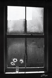 Hope (Window with Flowers)