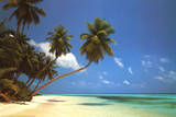 Maldive Morning (Palm Tree Beach) Art Poster Print