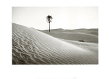 Palm Tree Mauritania