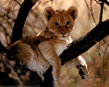 Lion Cub Art Print Poster