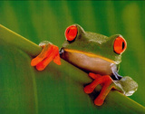 Buy REALLY COOL Red Eyed Frog Art Print Poster at AllPosters.com