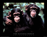 Two Chimps The Natural World Art Print Poster