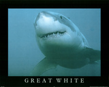 Buy Great White Shark in Ocean Close Up Art Print POSTER at AllPosters.com