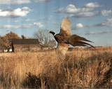 Pheasant (In Flight) Photo Print Poster