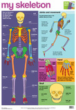 Laminated My Skeleton Educational Chart Poster Print Laminated Poster