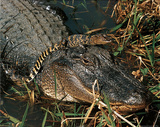 Tom & Pat Lesson (American Alligator & Baby) Art Poster Print