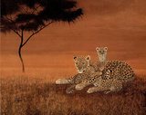 Leopards on the Plain (Wildlife) Art Print Poster
