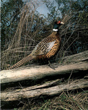 Pheasant (Animal) Photo Print Poster