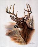 Ruane Manning (Fall Splendor Deer) Art Poster Print