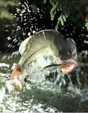 Large Mouth Bass and Lure (Sport) Photo Print Poster